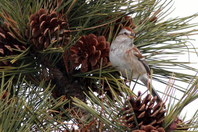 American Tree Sparrow