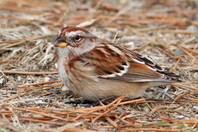 American Tree Sparrow
