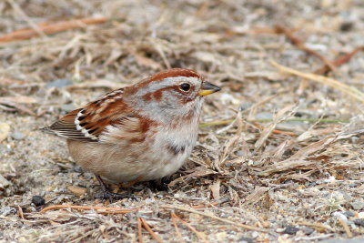 American Tree Sparrow