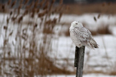 Snowy Owl