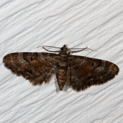 Hodges#7449 * Small Pine Looper (T) * Eupithecia palpata