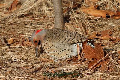 Northern Flicker ♂ / (Yellow-shafted)