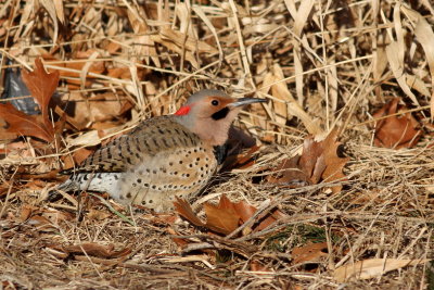 Northern Flicker ♂ / (Yellow-shafted)