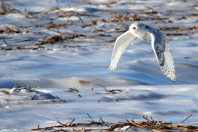 Snowy Owl