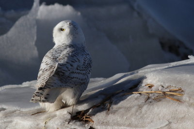 Snowy Owl