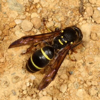 Ancistrocerus catskill 