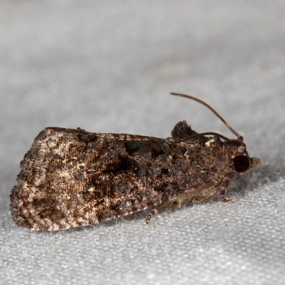 Hodges#3495 * Gymnandrosoma punctidiscanum