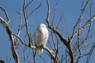 Snowy Owl