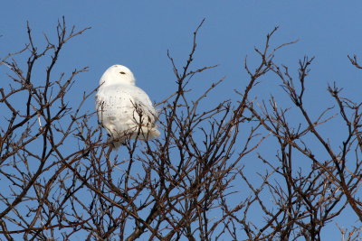 Snowy Owl