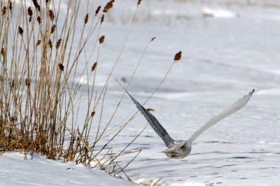 Snowy Owl