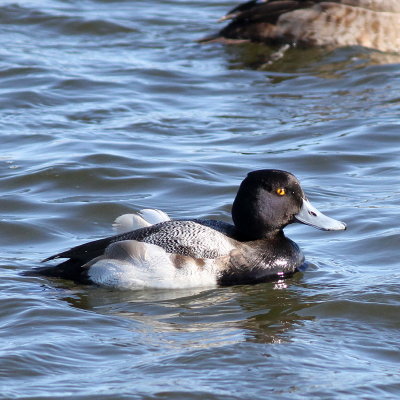 Lesser Scaup