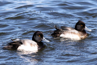 Lesser Scaup