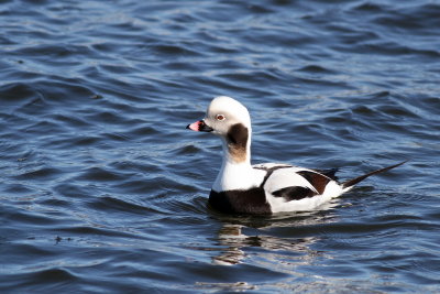 Long-tailed Duck ♂