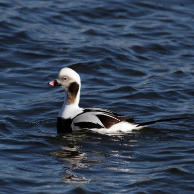 Long-tailed Duck ♂
