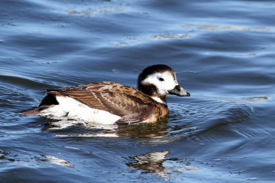 Long-tailed Duck ♀