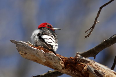 Red-headed Woodpecker