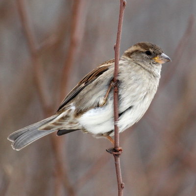 House Sparrow ♀
