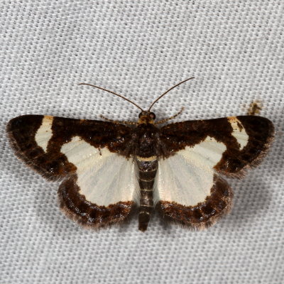 Hodges#6261 * Common Spring Moth * Heliomata cycladata 
