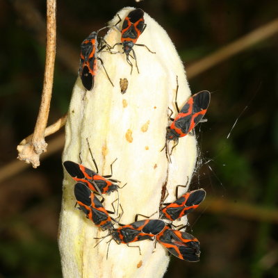 Small Milkweed Bug