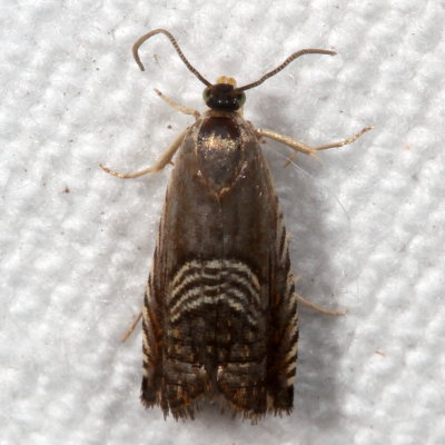Hodges#3443 * Three-lined Grapholita Moth * Grapholita tristrigana