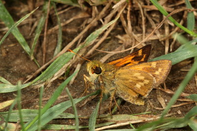 Indian Skipper ♂