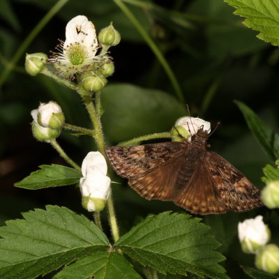 Juvenal's Duskywing