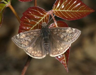 Juvenal's Duskywing