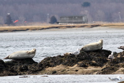 Harbor Seal