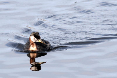 Red-necked Grebe 