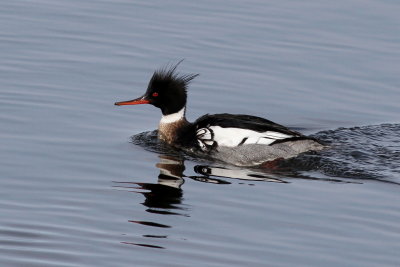 Red-breasted Merganser ♂