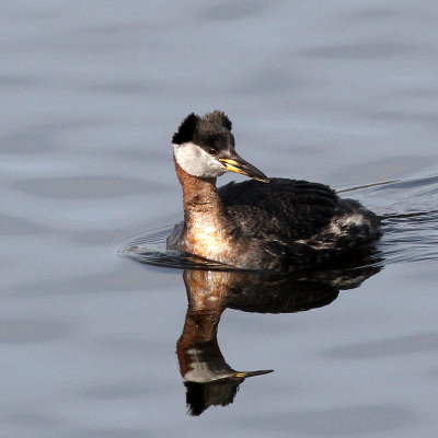 Red-necked Grebe