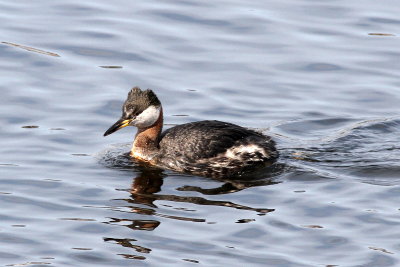 Red-necked Grebe 