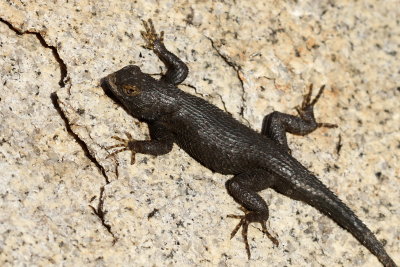 Great Basin Fence Lizard