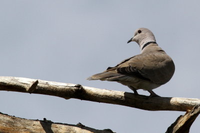 Eurasian Collared-Dove