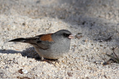 Gray-headed Junco