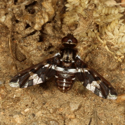 Exoprosopa caliptera