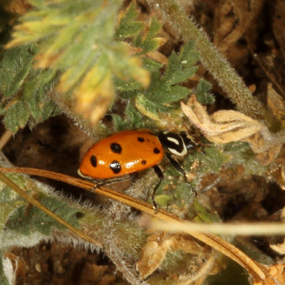 Convergent Lady Beetle