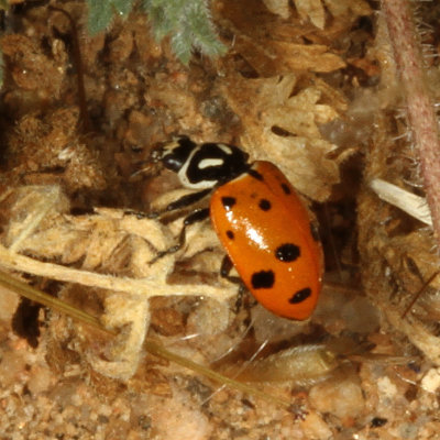 Convergent Lady Beetle