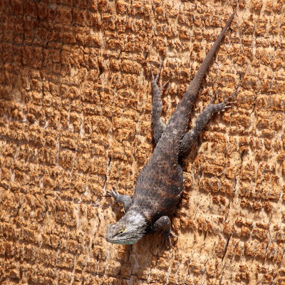 Desert Spiny Lizard