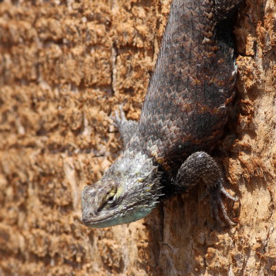 Desert Spiny Lizard