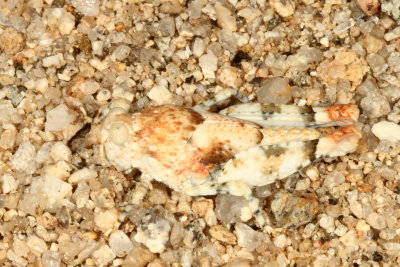 Cibolacris parviceps parviceps * Cream Grasshopper nymph