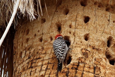 Ladder-backed Woodpecker ♂