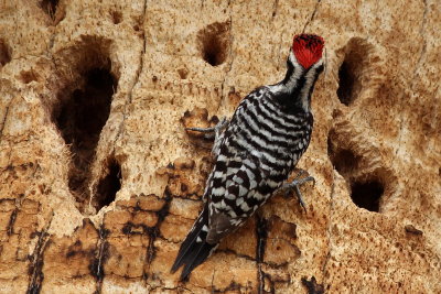 Ladder-backed Woodpecker ♂