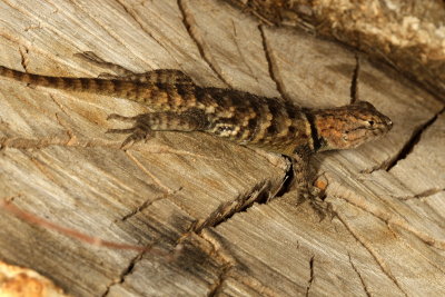 Yellow-backed Spiny Lizard ♀