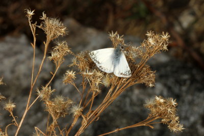 Northern White-Skipper ♂
