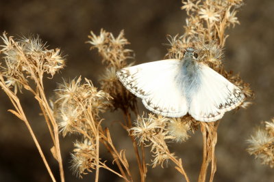 Northern White-Skipper ♂