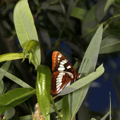 Lorquin's Admiral