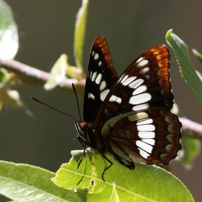 Lorquin's Admiral