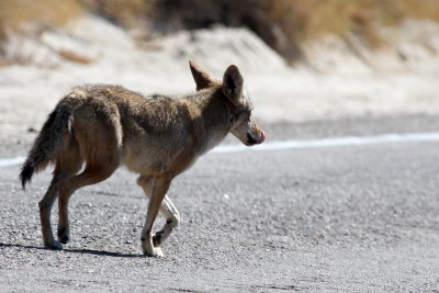 Desert Coyote