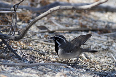 Black-throated Sparrow